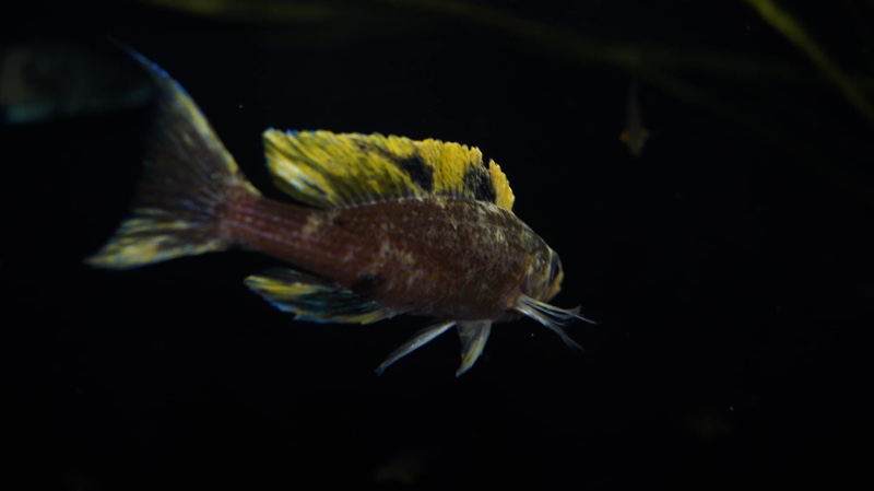 Paracyprichromis brieni 'Milima Island'